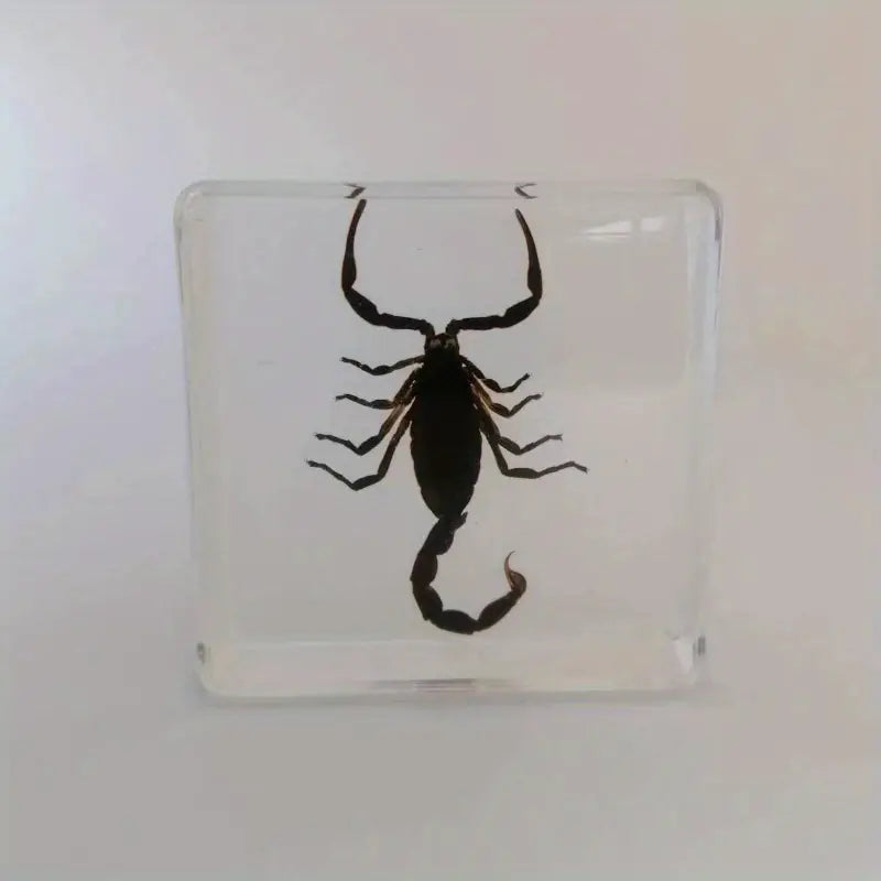 1pc Hand Made Resin Black Scorpion Incense Holder Burner, Square Resin Insect Animal Specimen Amber Artifact