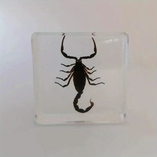 Scorpion Incense Burner Holder - Handmade Zodiac Astrology Scorpio Gift